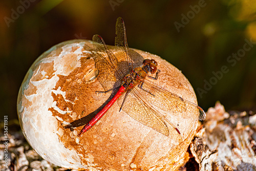 Berkenzwam || Birch agaric photo