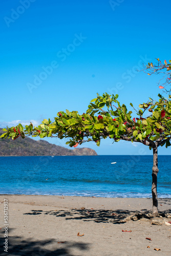 Fototapeta Naklejka Na Ścianę i Meble -  Tree on Tropical Beach