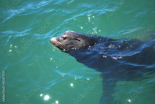 Sea lion swimming.