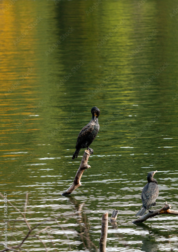 Fototapeta premium Two cormorants on a fallen tree in a lake