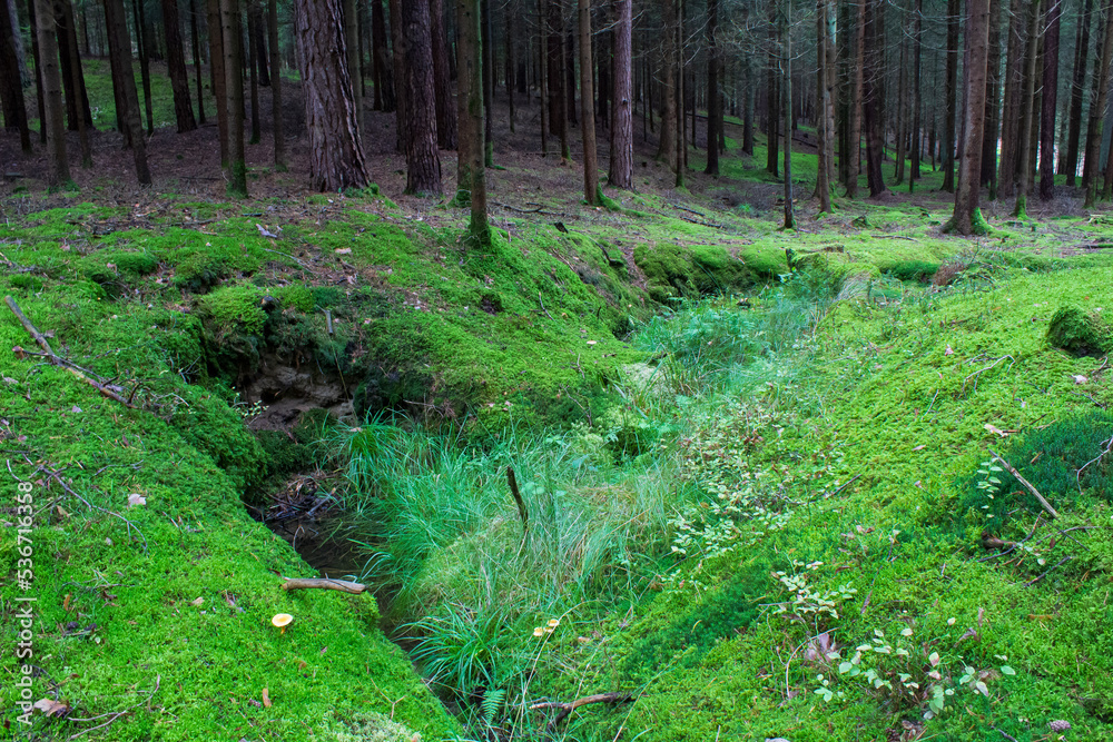 Lichtung im Wald mit Bach Lichtung im Wald mit Bach