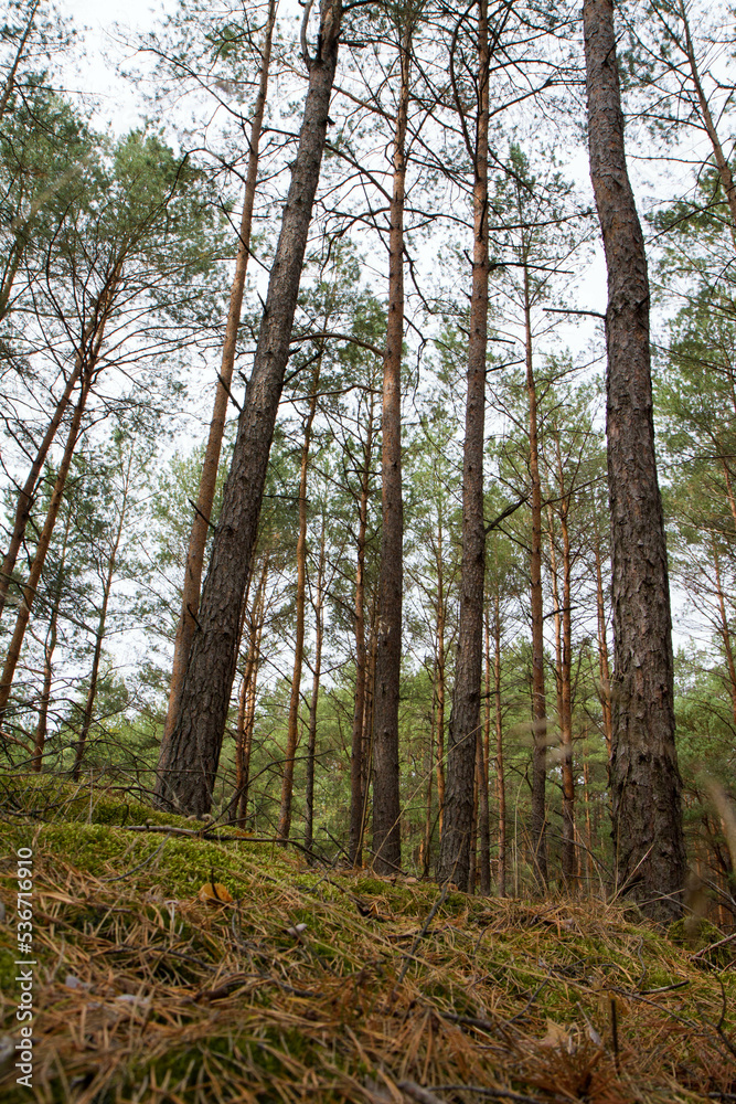 Obraz premium Pine forest in autumn, with rather hilly terrain