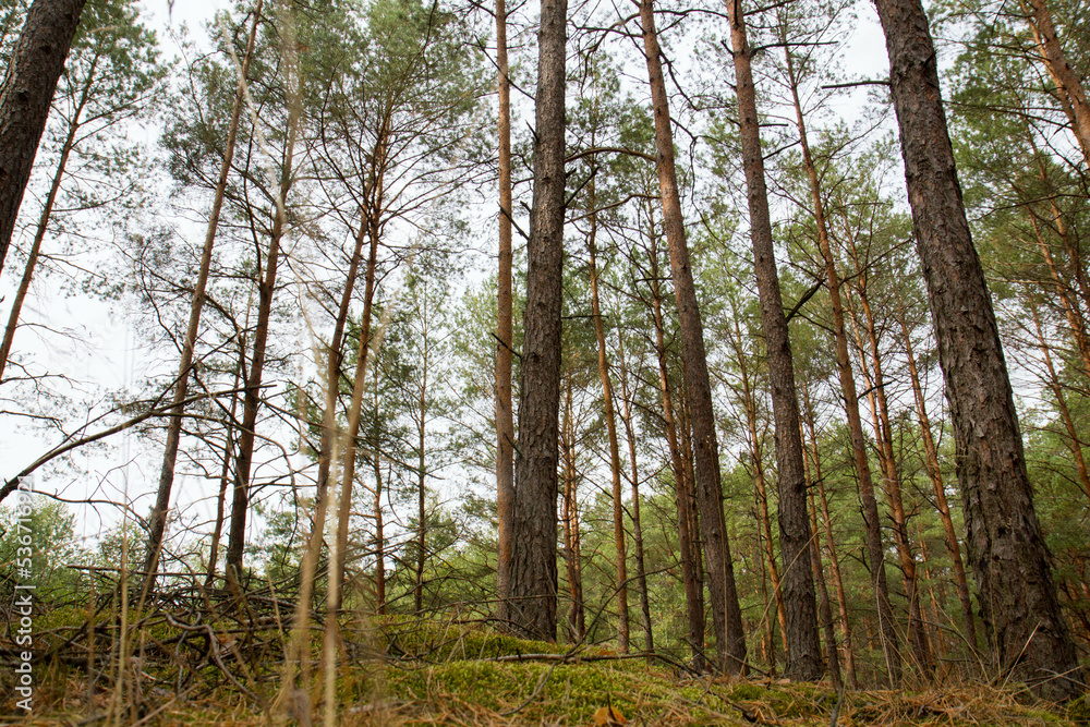 Fototapeta premium Pine forest in autumn, with rather hilly terrain