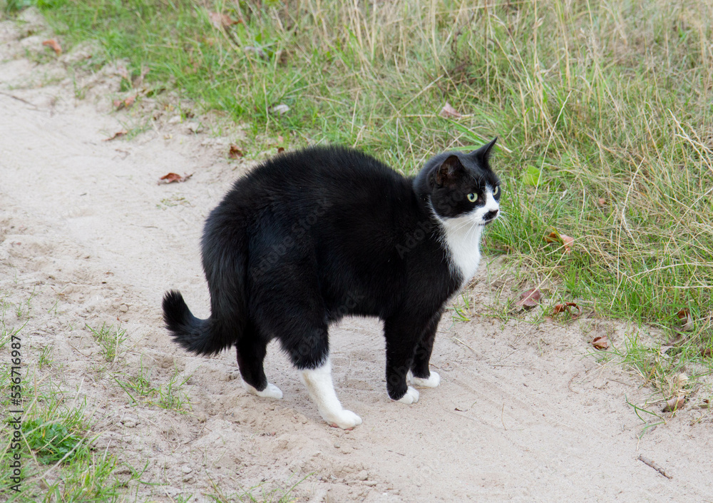 Scared cat (with arched back and hair standing on end) on a dirt road