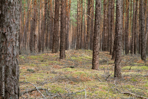 Pine forest in autumn, with rather hilly terrain