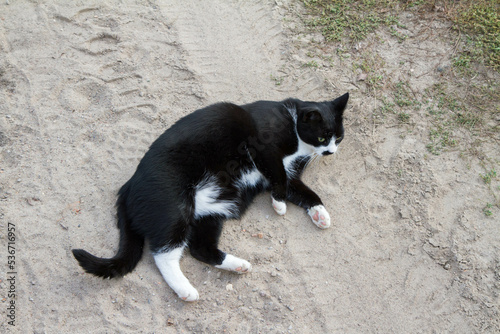 Black and white cat rolling in the dirt