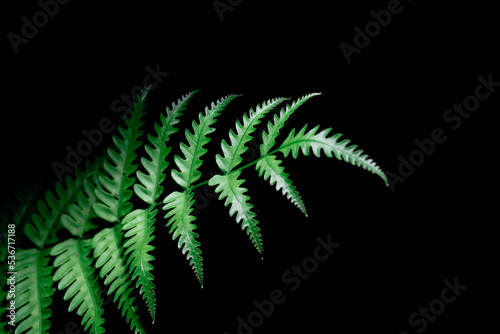 leaves isolated on a dark black background