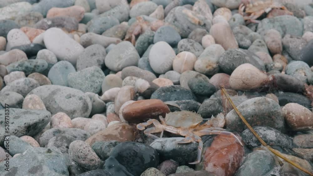 Crab on the beach. The crab is trying to get out of the rocks Crab on the beach. The crab is trying to get out of the rocks