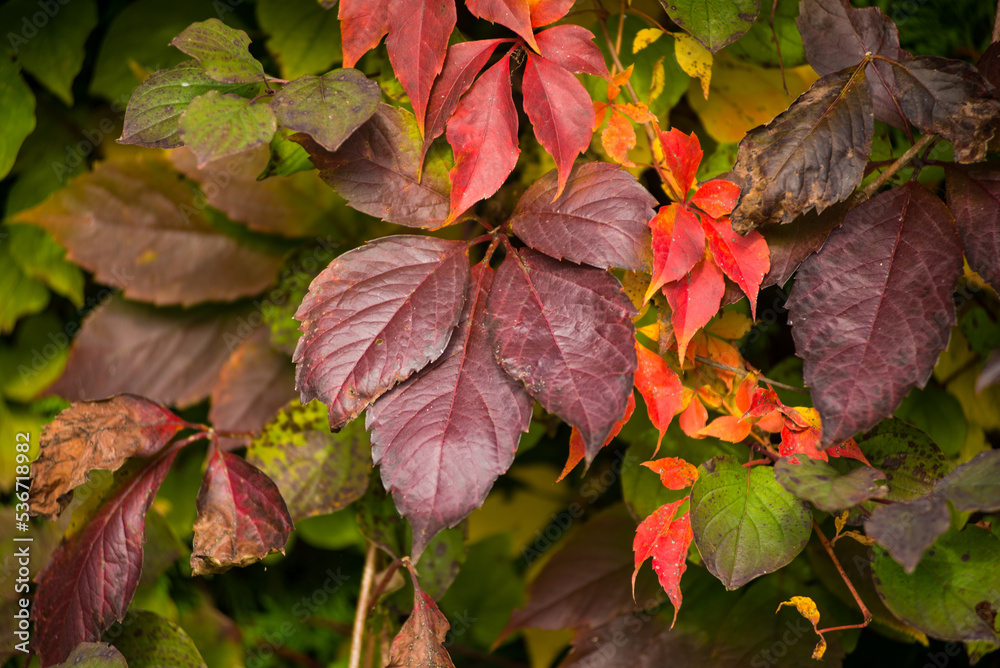 Close up of leafs with autumn colors in October Close up of leafs with autumn colors in October