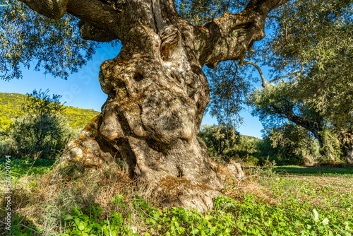 Alter knochiger Olivenbaum in Agalas - Zakynthos photo