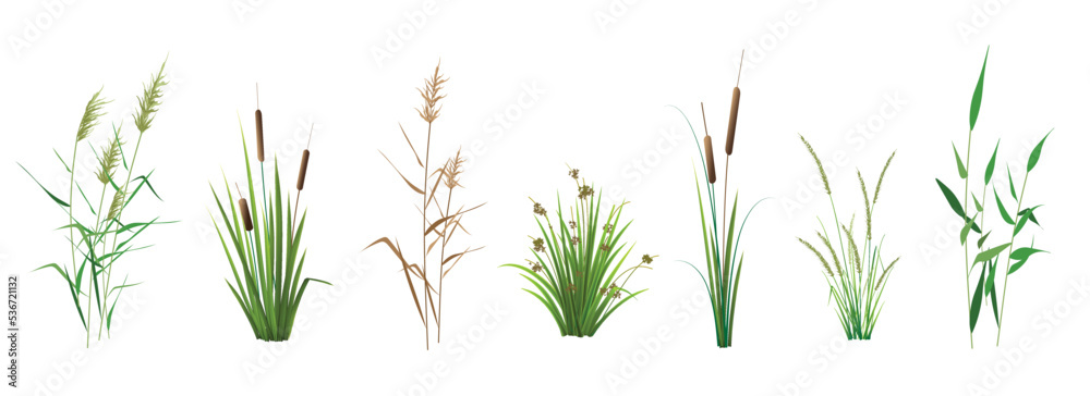 Cattail, reeds, cane, sedge and other marsh grass - a set of color vector drawings isolated on a white background. - obrazy, fototapety, plakaty 