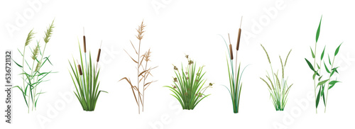 Fotografiet Cattail, reeds, cane, sedge and other marsh grass - a set of color vector drawings isolated on a white background