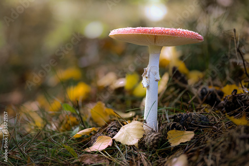 Fliegenpilz