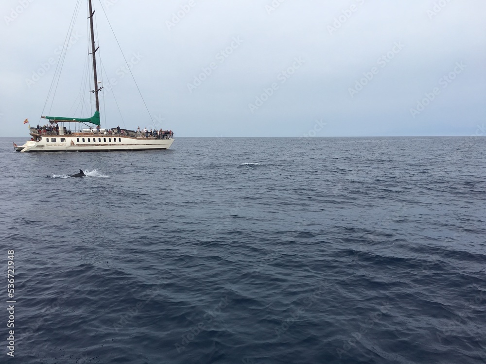 Obraz premium bateau, dauphin et mer