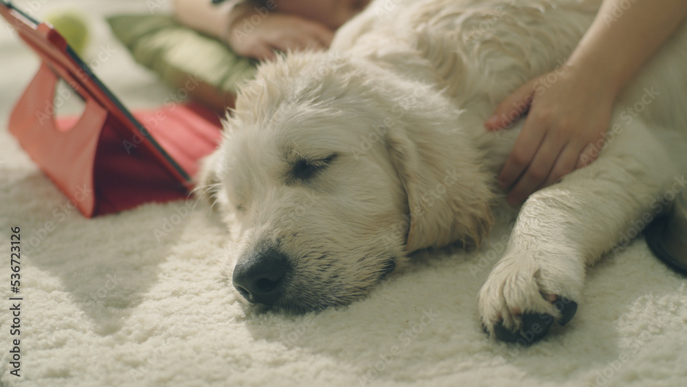 Girl hugging dog, daytime sleeping on mild carpet, watching dreams, spending leisure time at home together, relax and gathering strength. Golden retriever. Girl hugging dog, daytime sleeping on mild carpet, watching dreams, spending leisure time at home together, relax and gathering strength. Golden retriever.
