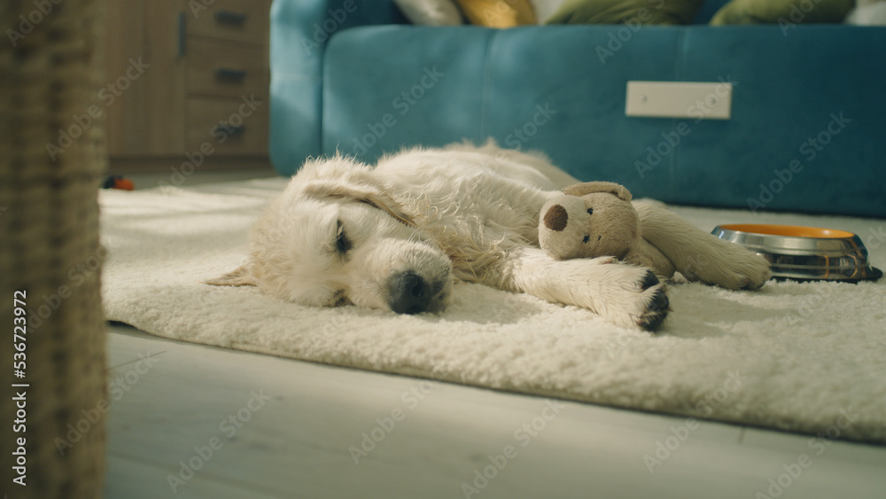Dog sleeping daytime on mild carpet, watching dreams, relax and chilling, gathering strength for evening, feeling comfort. Golden retriever. Dog sleeping daytime on mild carpet, watching dreams, relax and chilling, gathering strength for evening, feeling comfort. Golden retriever.