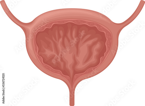The bladder. Anatomy of the human bladder. The internal organ of a person. Vector illustration isolated on a white background. Medicine