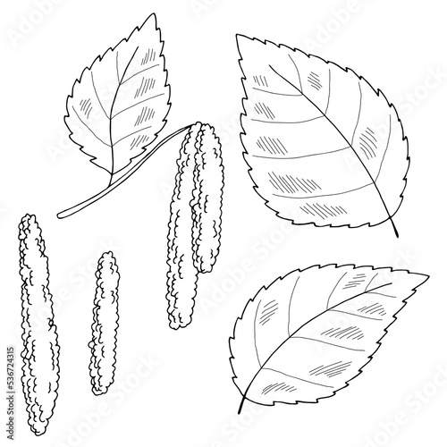 Birch earrings plant graphic black white isolated sketch illustration vector