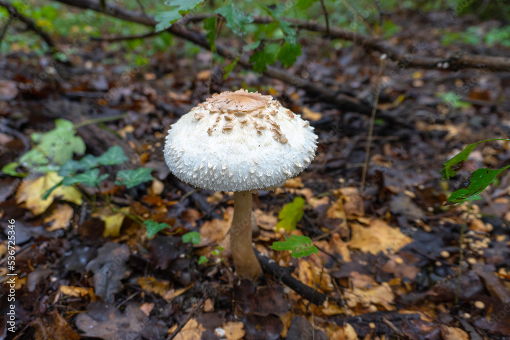 Mushroom in a natural background . High quality photo Mushroom in a natural background . High quality photo
