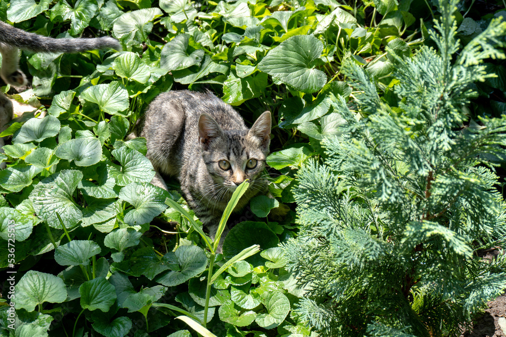 Cat sits in the garden against a background of green Cat sits in the garden against a background of green