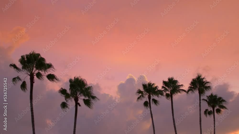 Silhouette palm tree against purple sunset with miami vibes 2