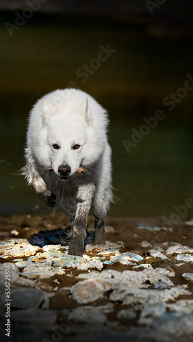 White dog runs frontally with stick 