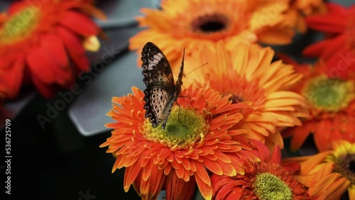 Cethosia Butterfly Amongst Gerbera Daisy Flowers. Close up photo