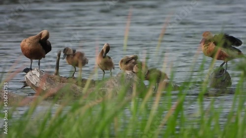 whistling duck - beautiful grass -pond . photo