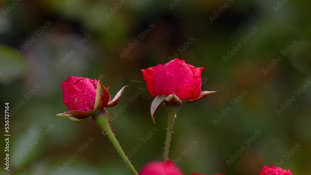 Rose flowers in the autumn garden. Rose flowers in the autumn garden.
