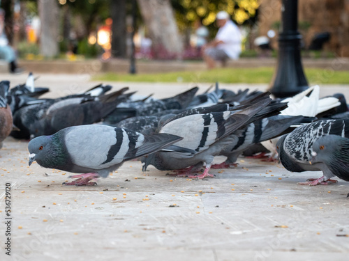 pigeons in the park