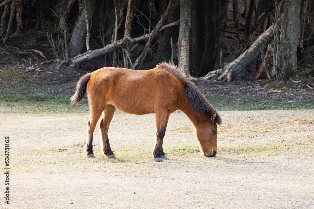 Fototapeta premium 馬のいる風景