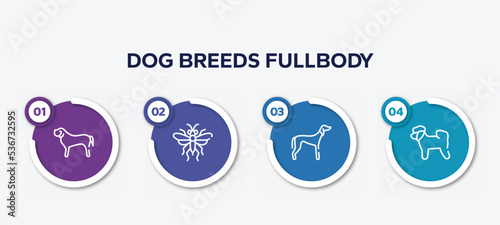 infographic element template with dog breeds fullbody outline icons such as english mastiff, sawfly, saluki, bichon vector.
