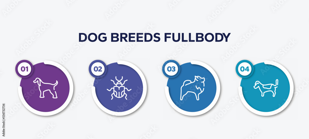 infographic element template with dog breeds fullbody outline icons such as afghan hound, null, pomeranian, jack russell terrier vector.