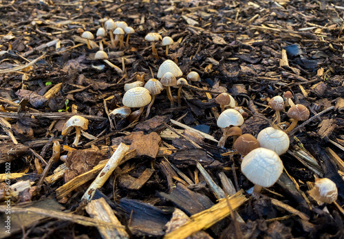 Wild fungi on the ground.