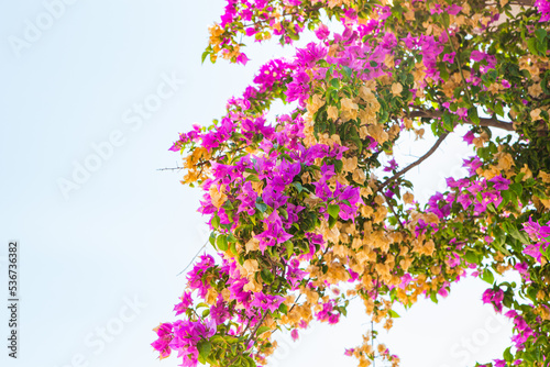 Purple flowers on Palmanova beach in Mallorca photo