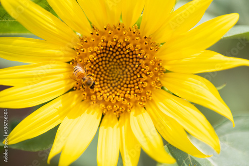 夏のひまわり畑とミツバチ © Ken Tyler