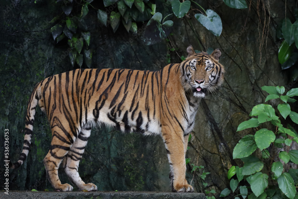 Close up Indochinese tiger is beautiful animal and dangerous Close up Indochinese tiger is beautiful animal and dangerous