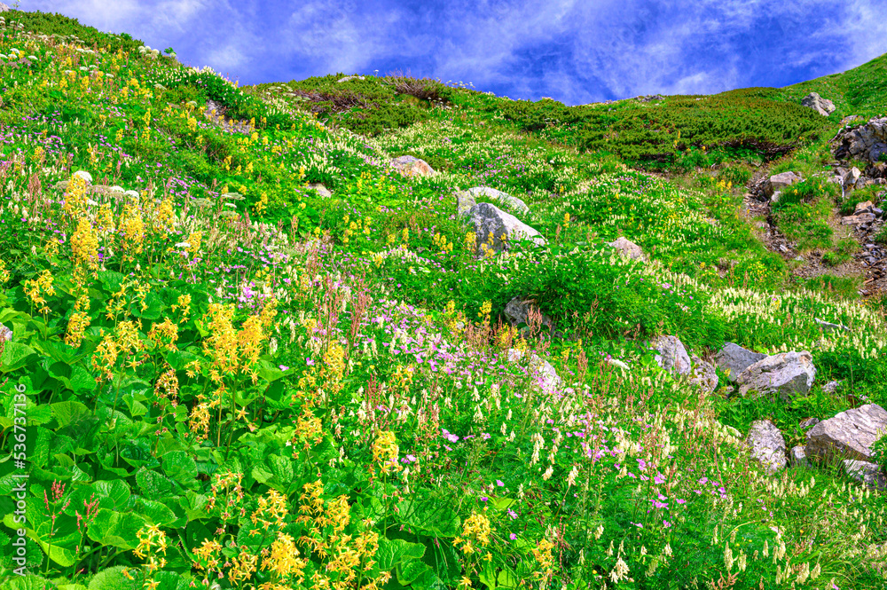 白馬岳の高山植物のお花畑