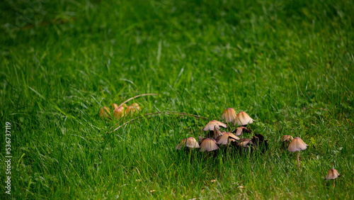 Fairy landscape, green grass and wild mushrooms.