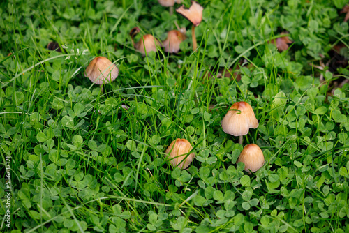 Wild mushrooms. Fungi among shamrocks.