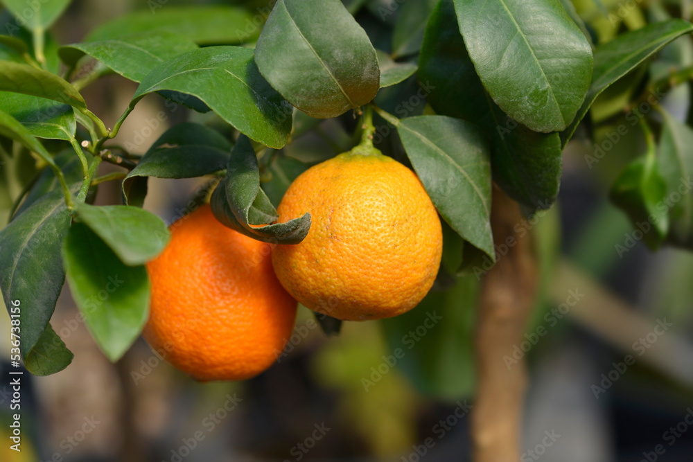 Red Lime Citrus Tree Red Lime Citrus Tree