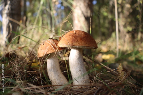 a real forest boletus in the autumn forest hid behind the grass on a sunny day