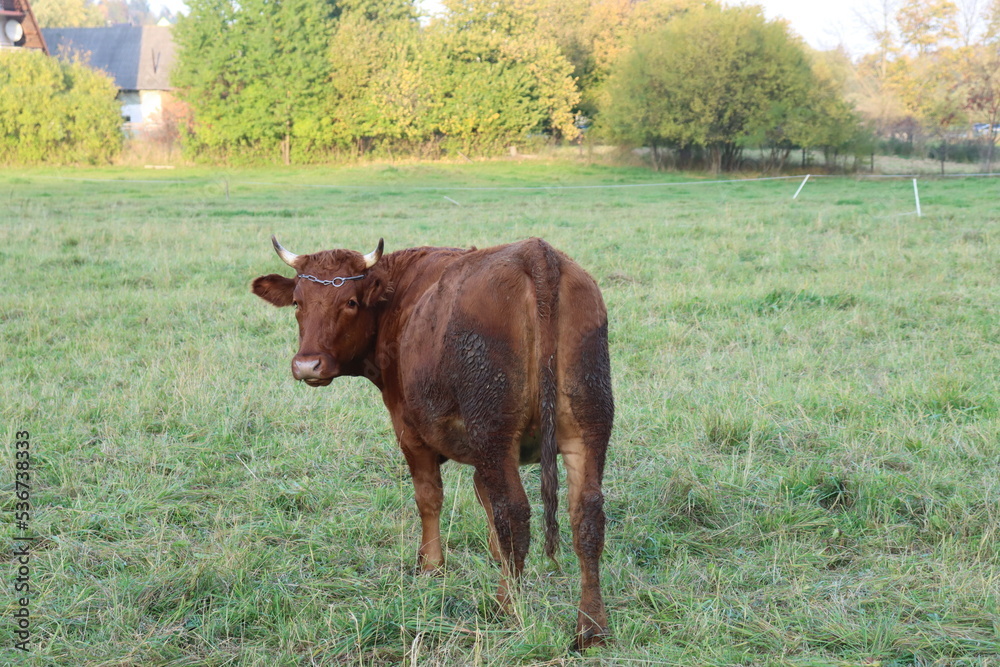 a cow of brown color grazes in an autumn meadow at sunset autumn a cow of brown color grazes in an autumn meadow at sunset autumn