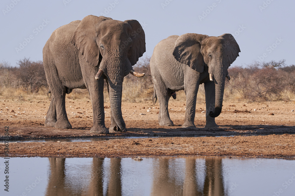 Fototapeta premium Large male African Elephant (Loxodonta africana) at a waterhole in Etosha National Park, Namibia