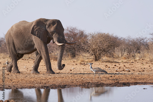 Large male African Elephant (Loxodonta africana) at a waterhole in Etosha National Park, Namibia. Kori Bustard (Ardeotis kori) at waters edge.  photo