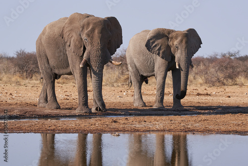 Large male African Elephant (Loxodonta africana) at a waterhole in Etosha National Park, Namibia