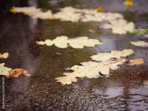 oak leaves on wet asphalt. Dry yellow leaves blur an oak leaf on a wet road