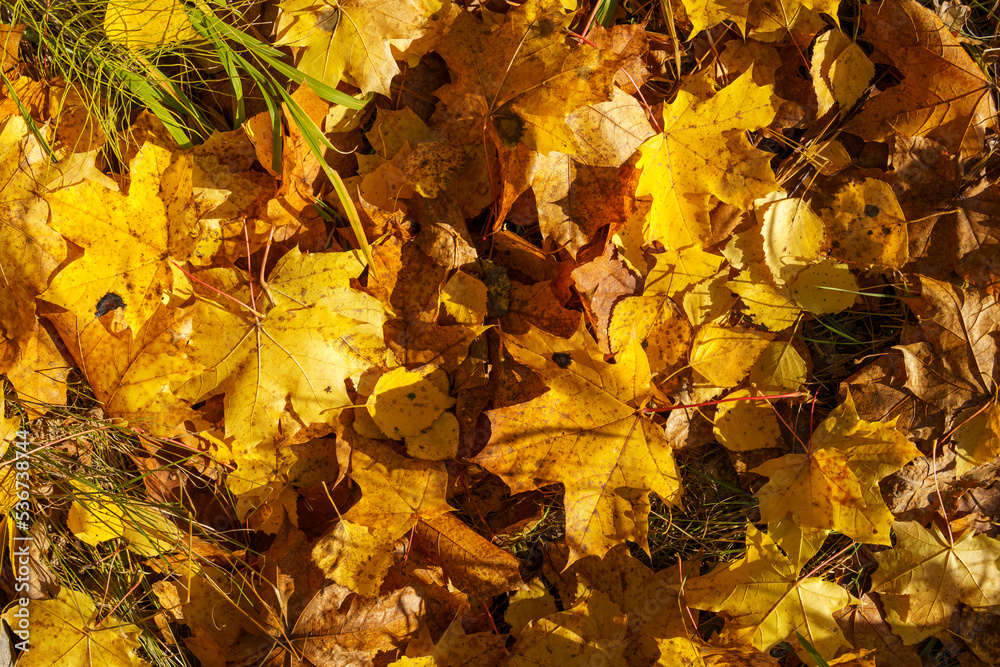 yellow autumn leaves yellow autumn leaves