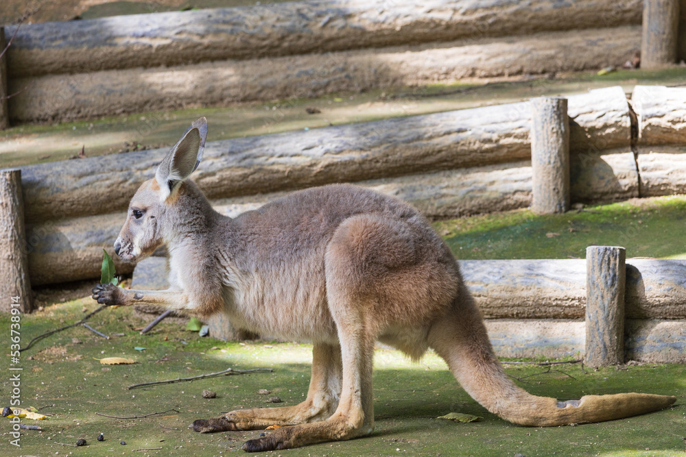 Fototapeta premium 眠たそうなカンガルー