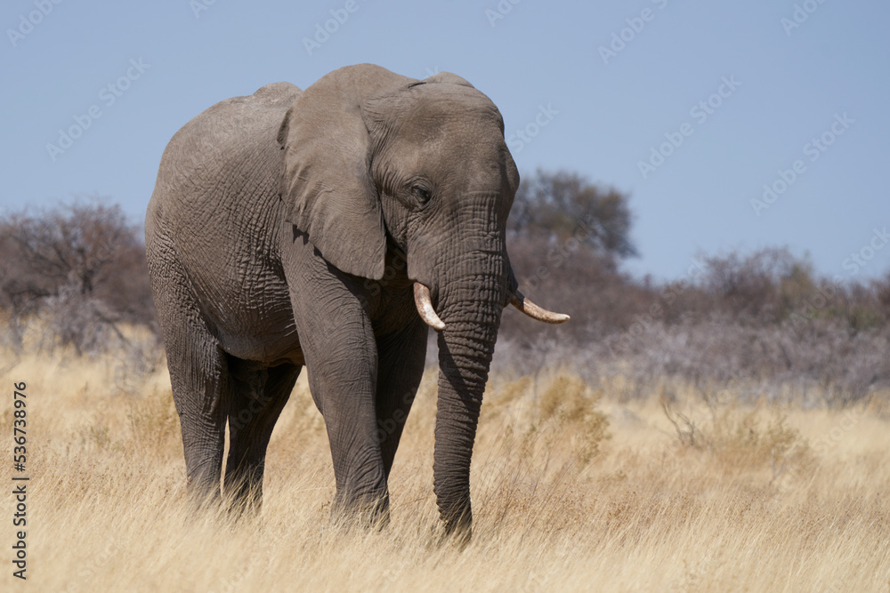 Large male African Elephant (Loxodonta africana) feeding in the dry arid landscape of Etosha National Park, Namibia